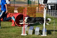 004 AGILITY HERMES - GRINTA-3266 : 2016, 25 Septembre 2016, AGILITY HERMES, Catégorie C, Dossard  66, GRINTA, open+