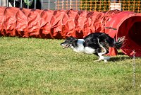 005 AGILITY HERMES - GRINTA-3267 : 2016, 25 Septembre 2016, AGILITY HERMES, Catégorie C, Dossard  66, GRINTA, open+