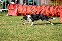 006 AGILITY HERMES - GRINTA-3268 : 2016, 25 Septembre 2016, AGILITY HERMES, Catégorie C, Dossard  66, GRINTA, open+