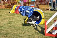 009 AGILITY HERMES - GRINTA-3271 : 2016, 25 Septembre 2016, AGILITY HERMES, Catégorie C, Dossard  66, GRINTA, open+