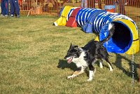 010 AGILITY HERMES - GRINTA-3272 : 2016, 25 Septembre 2016, AGILITY HERMES, Catégorie C, Dossard  66, GRINTA, open+