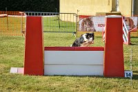 013 AGILITY HERMES - GRINTA-3276 : 2016, 25 Septembre 2016, AGILITY HERMES, Catégorie C, Dossard  66, GRINTA, open+