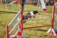 015 AGILITY HERMES - GRINTA-3280 : 2016, 25 Septembre 2016, AGILITY HERMES, Catégorie C, Dossard  66, GRINTA, open+
