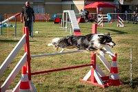 016 AGILITY HERMES - GRINTA-3281 : 25 Septembre 2016, AGILITY HERMES, Catégorie C, Dossard  66, GRINTA, open+