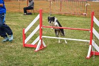 020 AGILITY HERMES - GRINTA-3980 : 2016, 25 Septembre 2016, 2ème degré, AGILITY HERMES, Catégorie C, Dossard  66, GRINTA
