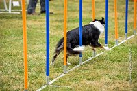 022 AGILITY HERMES - GRINTA-3982 : 2016, 25 Septembre 2016, 2ème degré, AGILITY HERMES, Catégorie C, Dossard  66, GRINTA