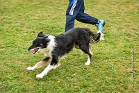 026 AGILITY HERMES - GRINTA-3987 : 2016, 25 Septembre 2016, 2ème degré, AGILITY HERMES, Catégorie C, Dossard  66, GRINTA