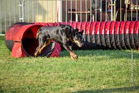 001 AGILITY HERMES -GWENDIE -2832 : 2016, 25 Septembre 2016, AGILITY HERMES, Catégorie C, Dossard  38, GWENDIE