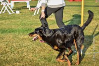 008 AGILITY HERMES -GWENDIE -2842 : 2016, 25 Septembre 2016, AGILITY HERMES, Catégorie C, Dossard  38, GWENDIE
