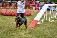 018 AGILITY HERMES -GWENDIE -3944 : 2016, 25 Septembre 2016, 2ème degré, AGILITY HERMES, Dossard  38, GWENDIE