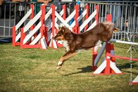 005 AGILITY HERMES -HOPE -3186 : 2016, 25 Septembre 2016, AGILITY HERMES, Dossard 9, HOPE, open+