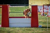 017 AGILITY HERMES -HOPE -3201 : 2016, 25 Septembre 2016, AGILITY HERMES, Dossard 9, HOPE, open+