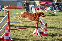 021 AGILITY HERMES -HOPE -3205 : 2016, 25 Septembre 2016, AGILITY HERMES, Dossard 9, HOPE, open+