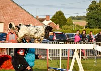 006 AGILITY HERMES -IDEM -2494 : 2016, 25 Septembre 2016, AGILITY HERMES, Catégorie B, Dossard 8, IDEM