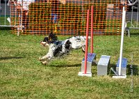 020 AGILITY HERMES -IDEM -3555 : 1er degré, 2016, 25 Septembre 2016, AGILITY HERMES, Dossard 8, IDEM