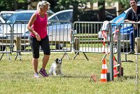 014AGI L ISLE ADAM - HANOUCK-17062017-ATE 5370AGILITY 3 : 17 JUIN 2017, 2017, AGILITY 3, AGILITY L'ISLE ADAM 2017, CAT.A, D14, HANOUCK