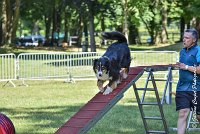 020 ISKA -17062017-ATE 4925AGILITY 2 : 17 JUIN 2017, 2017, AGILITY 2, AGILITY L'ISLE ADAM 2017, CAT.C, D43, ISKA L'EUSKALDUNA