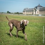 LOUVE 29052017-ATE 2646 : 2017, 29 MAI 2017, CAROLINE CARIOU, CHANTILLY, CHIEN, Ft WEB, LOUVE, SEANCE PARTICULIER