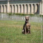 LOUVE 29052017-ATE 2651 : 2017, 29 MAI 2017, CAROLINE CARIOU, CHANTILLY, CHIEN, LOUVE, SEANCE PARTICULIER