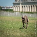 LOUVE 29052017-ATE 2653 : 2017, 29 MAI 2017, CAROLINE CARIOU, CHANTILLY, CHIEN, LOUVE, SEANCE PARTICULIER