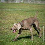 LOUVE 29052017-ATE 2660 : 2017, 29 MAI 2017, CAROLINE CARIOU, CHANTILLY, CHIEN, LOUVE, SEANCE PARTICULIER