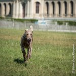 LOUVE 29052017-ATE 2665 : 2017, 29 MAI 2017, CAROLINE CARIOU, CHANTILLY, CHIEN, LOUVE, SEANCE PARTICULIER