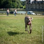 LOUVE 29052017-ATE 2671 : 2017, 29 MAI 2017, CAROLINE CARIOU, CHANTILLY, CHIEN, LOUVE, SEANCE PARTICULIER