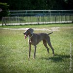 LOUVE 29052017-ATE 2701 : 2017, 29 MAI 2017, CAROLINE CARIOU, CHANTILLY, CHIEN, LOUVE, SEANCE PARTICULIER