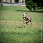 LOUVE 29052017-ATE 2715 : 2017, 29 MAI 2017, CAROLINE CARIOU, CHANTILLY, CHIEN, LOUVE, SEANCE PARTICULIER