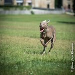 LOUVE 29052017-ATE 2716 : 2017, 29 MAI 2017, CAROLINE CARIOU, CHANTILLY, CHIEN, Ft WEB, LOUVE, SEANCE PARTICULIER