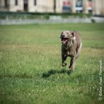 LOUVE 29052017-ATE 2717 : 2017, 29 MAI 2017, CAROLINE CARIOU, CHANTILLY, CHIEN, LOUVE, SEANCE PARTICULIER