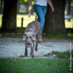 LOUVE 29052017-ATE 2754 : 2017, 29 MAI 2017, CAROLINE CARIOU, CHANTILLY, CHIEN, LOUVE, SEANCE PARTICULIER