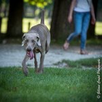 LOUVE 29052017-ATE 2755 : 2017, 29 MAI 2017, CAROLINE CARIOU, CHANTILLY, CHIEN, LOUVE, SEANCE PARTICULIER