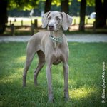 LOUVE 29052017-ATE 2801 : 2017, 29 MAI 2017, CAROLINE CARIOU, CHANTILLY, CHIEN, Ft 13x18, LOUVE, SEANCE PARTICULIER