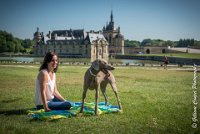 LOUVE 29052017-ATE 2685 : 2017, 29 MAI 2017, CAROLINE CARIOU, CHANTILLY, CHIEN, LOUVE, SEANCE PARTICULIER