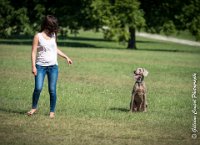 LOUVE 29052017-ATE 2711 : 2017, 29 MAI 2017, CAROLINE CARIOU, CHANTILLY, CHIEN, LOUVE, SEANCE PARTICULIER