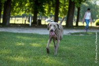 LOUVE 29052017-ATE 2756 : 2017, 29 MAI 2017, CAROLINE CARIOU, CHANTILLY, CHIEN, LOUVE, SEANCE PARTICULIER