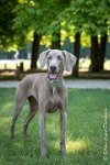 LOUVE 29052017-ATE 2805 : 2017, 29 MAI 2017, CAROLINE CARIOU, CHANTILLY, CHIEN, LOUVE, SEANCE PARTICULIER