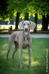 LOUVE 29052017-ATE 2806 : 2017, 29 MAI 2017, CAROLINE CARIOU, CHANTILLY, CHIEN, LOUVE, SEANCE PARTICULIER