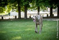 LOUVE 29052017-ATE 2808 : 2017, 29 MAI 2017, CAROLINE CARIOU, CHANTILLY, CHIEN, LOUVE, SEANCE PARTICULIER