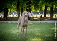 LOUVE 29052017-ATE 2817 : 2017, 29 MAI 2017, CAROLINE CARIOU, CHANTILLY, CHIEN, LOUVE, SEANCE PARTICULIER