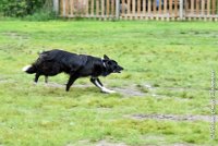 014 EDJAY -OBE 4751 : 2017, CC DE LA VALLEE DE LA BIEVRE, CLASSE 3, CONCOURS OBEISSANCE, Dimanche 10 Septembre 2017, EDJAY DE LA BERGERIE DE MORGANE