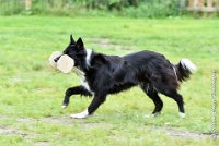 019 EDJAY -OBE 4759 : 2017, CC DE LA VALLEE DE LA BIEVRE, CLASSE 3, CONCOURS OBEISSANCE, Dimanche 10 Septembre 2017, EDJAY DE LA BERGERIE DE MORGANE