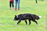 026 EDJAY -OBE 4770 : 2017, CC DE LA VALLEE DE LA BIEVRE, CLASSE 3, CONCOURS OBEISSANCE, Dimanche 10 Septembre 2017, EDJAY DE LA BERGERIE DE MORGANE