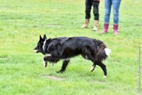 027 EDJAY -OBE 4772 : 2017, CC DE LA VALLEE DE LA BIEVRE, CLASSE 3, CONCOURS OBEISSANCE, Dimanche 10 Septembre 2017, EDJAY DE LA BERGERIE DE MORGANE