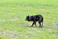 042 EDJAY -OBE 4806 : 2017, CC DE LA VALLEE DE LA BIEVRE, CLASSE 3, CONCOURS OBEISSANCE, Dimanche 10 Septembre 2017, EDJAY DE LA BERGERIE DE MORGANE