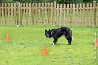 043 EDJAY -OBE 4807 : 2017, CC DE LA VALLEE DE LA BIEVRE, CLASSE 3, CONCOURS OBEISSANCE, Dimanche 10 Septembre 2017, EDJAY DE LA BERGERIE DE MORGANE