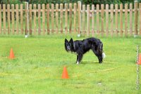 044 EDJAY -OBE 4809 : 2017, CC DE LA VALLEE DE LA BIEVRE, CLASSE 3, CONCOURS OBEISSANCE, Dimanche 10 Septembre 2017, EDJAY DE LA BERGERIE DE MORGANE