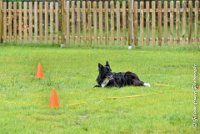 045 EDJAY -OBE 4811 : 2017, CC DE LA VALLEE DE LA BIEVRE, CLASSE 3, CONCOURS OBEISSANCE, Dimanche 10 Septembre 2017, EDJAY DE LA BERGERIE DE MORGANE