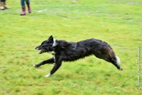 048 EDJAY -OBE 4816 : 2017, CC DE LA VALLEE DE LA BIEVRE, CLASSE 3, CONCOURS OBEISSANCE, Dimanche 10 Septembre 2017, EDJAY DE LA BERGERIE DE MORGANE